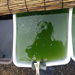 めだかいろいろな品種幼魚若魚400匹以上の画像