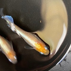 メダカ　レッドクリフ紅白タイプ幼魚〜若魚５匹の画像