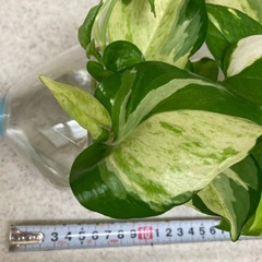 ポトス発根済み苗　5種類　水栽培の画像