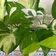 ポトス発根済み苗　5種類　水栽培の画像