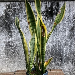 特価！サンスペリア　トラノオの画像