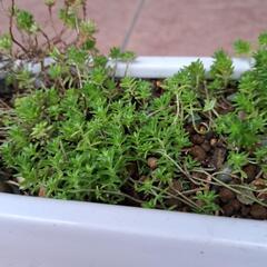 【受け渡し完了】セダムの画像