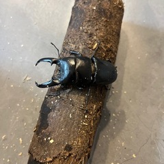 【即ブリ可】ツシマヒラタ　CBF1　♂単品　67.2mmの画像