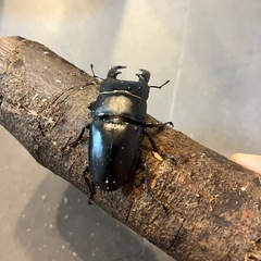 【即ブリ可】ツシマヒラタ　CBF1　♂単品　67.2mmの画像