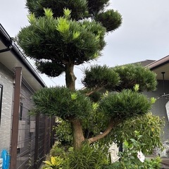 イヌマキ1本