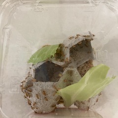 生き餌　昆虫
　レッドローチ　コオロギ　SSサイズ 　　の画像