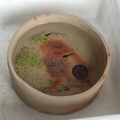 商談中⑦メダカ　オロチ　稚魚（1cm前後）20匹＋α（ご希望の方おまけ）の画像
