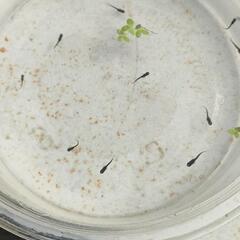 商談中⑦メダカ　オロチ　稚魚（1cm前後）20匹＋α（ご希望の方おまけ）の画像