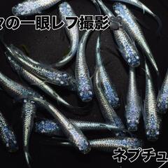 【NEW】ネプチューンめだか店頭販売‼️♢名古屋改良メダカ直売所♢