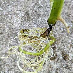 【観葉植物】モンステラの画像