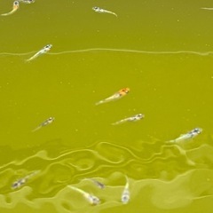 めだか10匹の画像