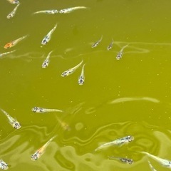 めだか10匹の画像