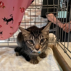 🍉岡田ほご猫譲渡会🍉8月24日(日)13時〜16時 - 春日市