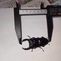 オオクワガタ！ペア！２セットの画像