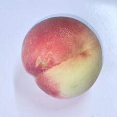 桃🍑【家庭用3kg〜】の画像