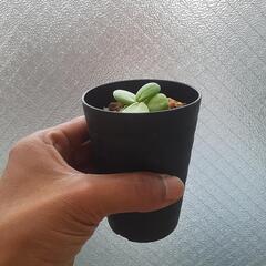 ケラリアピグマエア実生②の画像
