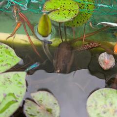 ミナミヌマエビお迎えしたい方いませんかの画像