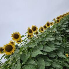 レンタル人やります🌿