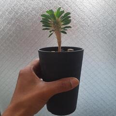 ギラウミニアナ実生②の画像