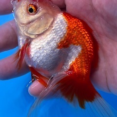 更紗オランダ獅子頭　可愛い綺麗な金魚　きんぎょ　キンギョの画像
