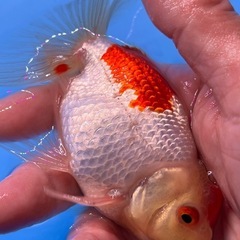 更紗オランダ獅子頭　可愛い綺麗な金魚　きんぎょ　キンギョの画像