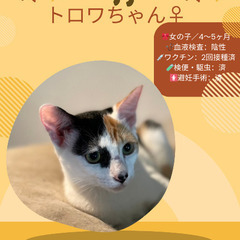🍉岡田ほご猫譲渡会🍉8月24日(日)13時〜16時