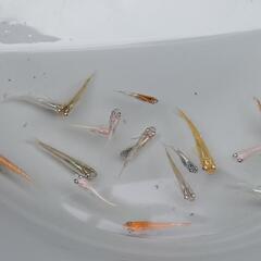 ⚾️🐟ミックスめだか20匹＋🎁おまけ付き③🐟⚾️の画像