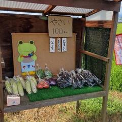 野菜の画像
