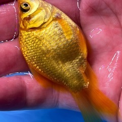 可愛い綺麗な！　癒しのキラキラ金魚　きんぎょ　キンギョの画像