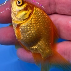 可愛い綺麗な！　癒しのキラキラ金魚　きんぎょ　キンギョの画像