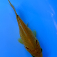 可愛い綺麗な！　癒しのキラキラ金魚　きんぎょ　キンギョの画像