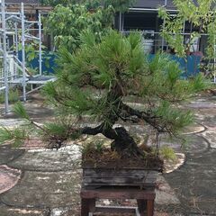 伸びすぎた松の盆栽鉢の画像