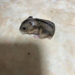 ジャンガリアンハムスター
