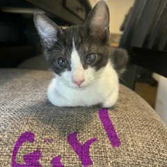 白灰仔猫　８/16 犬猫クリニックこのはな譲渡会参加予定 - 猫