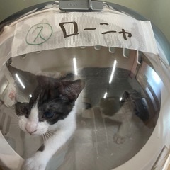 白灰仔猫　８/16 犬猫クリニックこのはな譲渡会参加予定 − 東京都