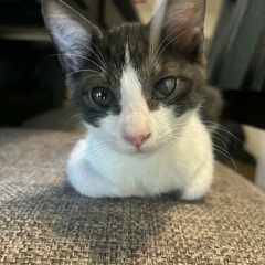 白灰仔猫　８/16 犬猫クリニックこのはな譲渡会参加予定