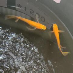 【現物】紅帝ヒレ長１ペアの画像