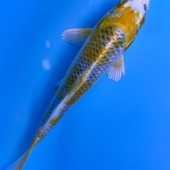 錦鯉　光物　鯉　こい　光物　魚　さかなの画像