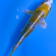 錦鯉　光物　鯉　こい　光物　魚　さかなの画像
