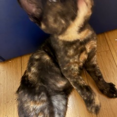 かわいいサビ猫ちゃん