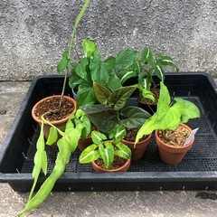 ミニ観葉植物4種類セットの画像