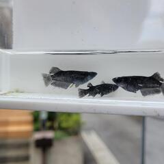 ﾐｯﾄﾞﾅｲﾄﾌﾘﾙ漆黒の画像