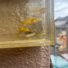メダカ　橙　1匹の価格の画像