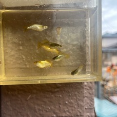 メダカ　橙　1匹の価格の画像