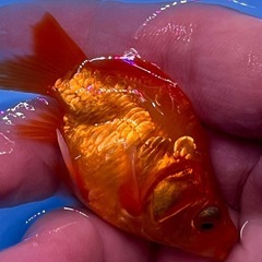 可愛い綺麗な癒しのドラゴンスケールタマサバ　金魚　きんぎょ　キンギョの画像