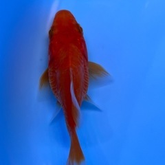 可愛い綺麗な癒しのドラゴンスケールタマサバ　金魚　きんぎょ　キンギョの画像