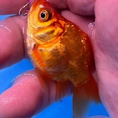可愛い綺麗な癒しのドラゴンスケールタマサバ　金魚　きんぎょ　キンギョの画像