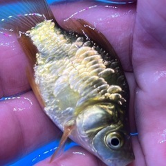 可愛い綺麗な癒しのドラゴンスケールタマサバ　金魚　きんぎょ　キンギョの画像