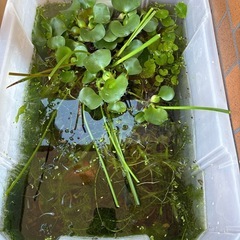 みゆきメダカの画像