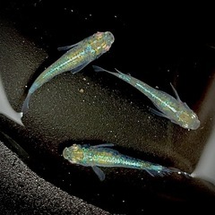 ②ゴジラ 成魚 トリオ（♂2♀1） 産卵期 メダカ めだか